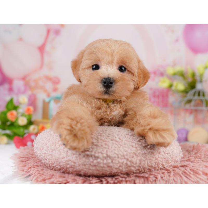 販売中の千葉県のマルプー:マルチーズ×トイプードル-401486の3枚目